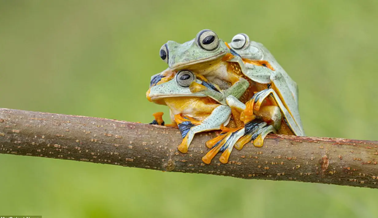 Katak Reinwardt's umumnya dikenal sebagai Katak pohon berselaput atau Katak hijau terbang. Tampak ketiganya sedang asyik berpelukan, Kalimantan.(dailymail)