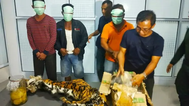 Kulit harimau sumatra dan para tersangka pemburu harimau yang ditangkap petugas.