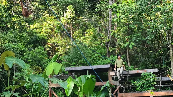<p>Semenggoh Wildlife Center adalah salah satu destinasi pelancong di Kuching, Sarawak, Malaysia. Di sana pengunjung dapat melihat bagaimana Orang Utan hidup dan berinteraksi dengan para penjaga kawasan konservasi</p>