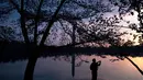 Seorang warga memotret pohon sakura yang bermekaran di sekitar Basin Tidal saat matahari terbit di Washington, DC, (4/6). (AFP Photo/Saul Loeb)