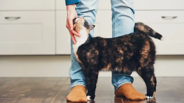 Tolong, Kucingku Selalu Menduduki Sepatu Favorit