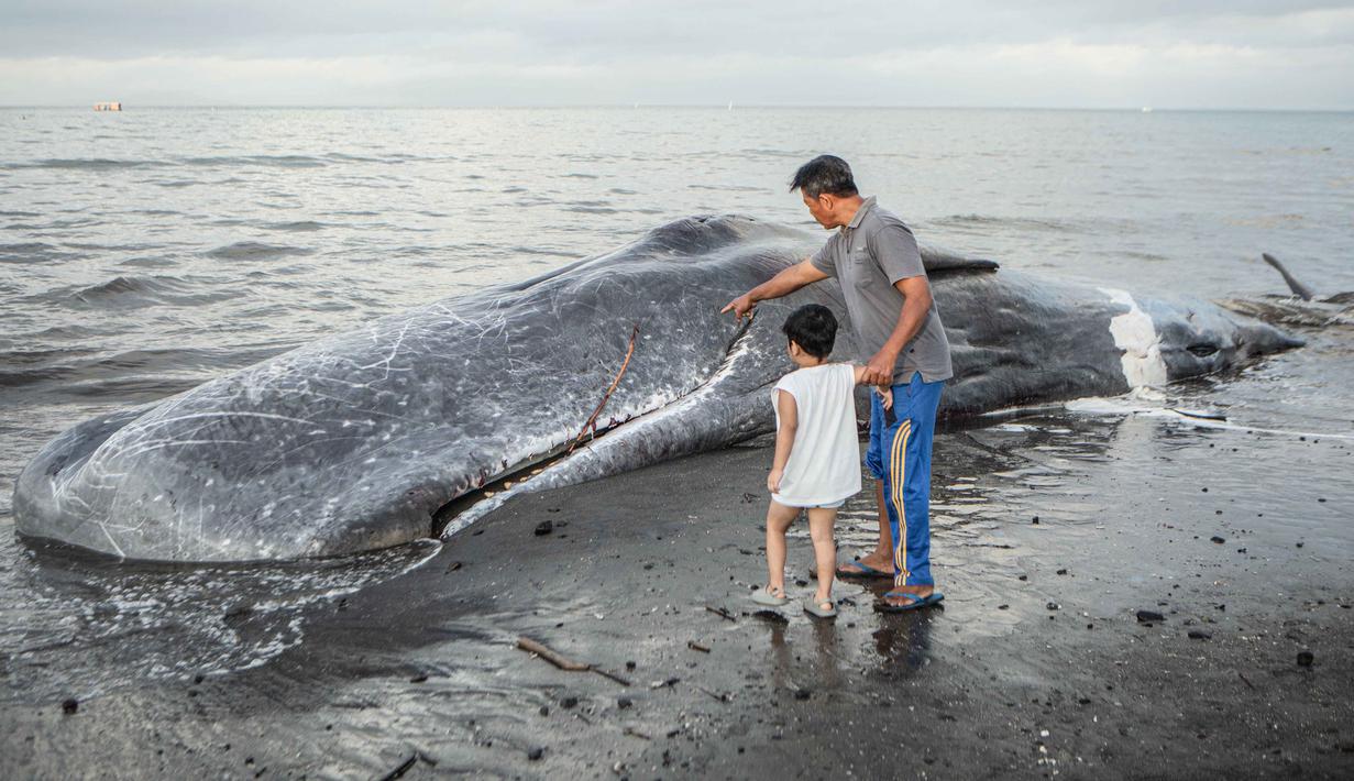 Warga mengajak anaknya melihat bangkai paus sperma yang terdampar, sementara petugas konservasi masih menyelidiki penyebab kematiannya, menjelang rencana penguburan di salah satu tempat di pantai Banjar Anyar Sari, Desa Nusasari, Kecamatan Melaya, Jembrana, Bali, pada Rabu 6 Mei 2026. Seekor ikan paus sperma dengan panjang sekitar lima belas meter terdampar dalam keadaan mati. (Lana Priatna/AFP)