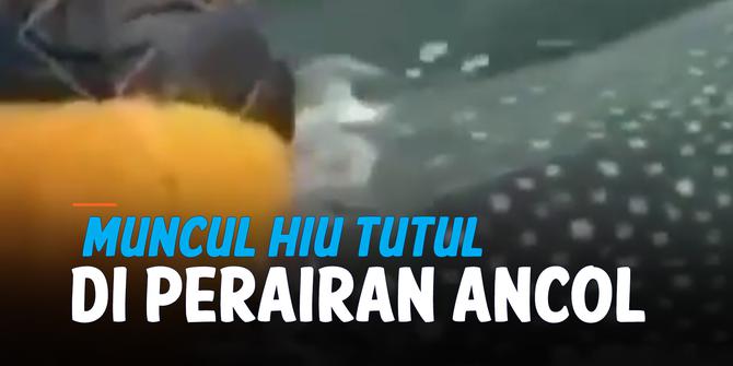 VIDEO: Viral Penampakan Hiu Tutul Muncul di Perairan Ancol