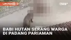Media sosial digegerkan dengan insiden babi hutan yang muncul di tengah pemukiman Sungai Geringging, Padang Pariaman, Sumatera Barat. Tak cuma sekedar bertamu, babi hutan itu juga menyerang warga. Detik-detik babi hutan menyerang warga itu terekam ka...