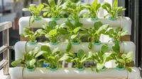 8 Model Kebun Mini untuk Hemat Belanja, Dapur Selalu Segar, Hemat Pengeluaran