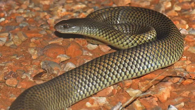 Mulga (Pseudechis australis) (Wikimedia Commons)
