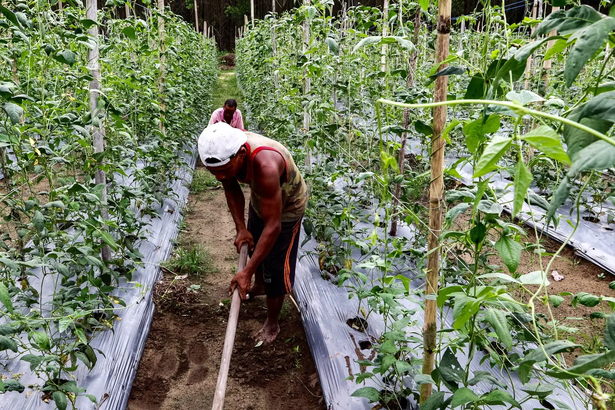 20160717-Melihat Tanaman Kehidupan di Area Konsesi-Riau