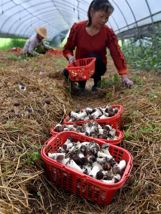 Para petani yang sedang memetik jamur matsutake di sebuah kebun budi daya di Desa Baiyun, Wilayah Taibai, Provinsi Shaanxi, China barat laut (5/7/2020). (Xinhua/Liu Xiao)