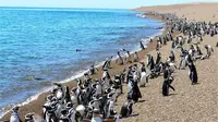 5 Tempat di Mana Anda Dapat Melihat Habitat Penguin