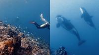 Kisah Penyelam Abadikan Momen Langka nan Menakjubkan Bertemu Paus Orca di Perairan Sulawesi Utara. (Tangkapan Layar Instagram/@reinhardsantoso)