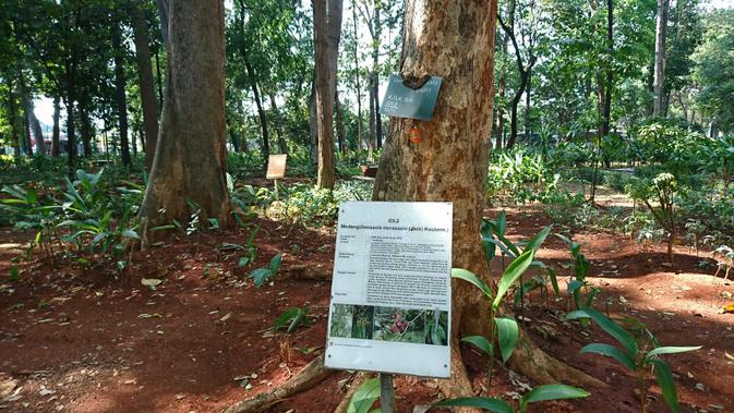 Situasi Arboretum Lukito Daryadi yang menjadi lokasi Arborea Cafe. (Liputan6.com/Dinny Mutiah)