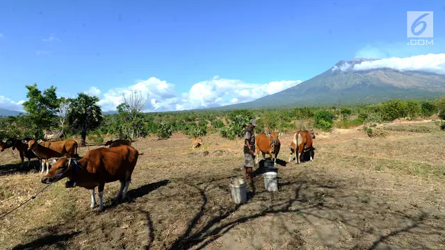Pasca-Erupsi, Warga Tetap Beraktivitas di Kaki Gunung Agung