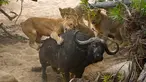 Seorang pemandu wisata Byron Serrao memotret seekor kerbau tua yang diserang lima ekor singa di Londolizi Game Reserve, dekat Taman Nasional Kruger, Afrika, Kamis (23/7/2015). (Dailymail)