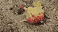 Makhluk mirip alien di dasar laut. (Bored Panda)