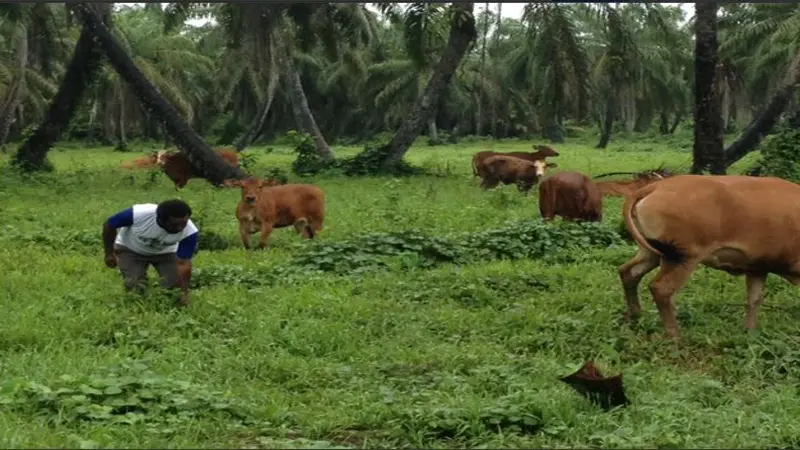 Peternakan Sapi di Papua