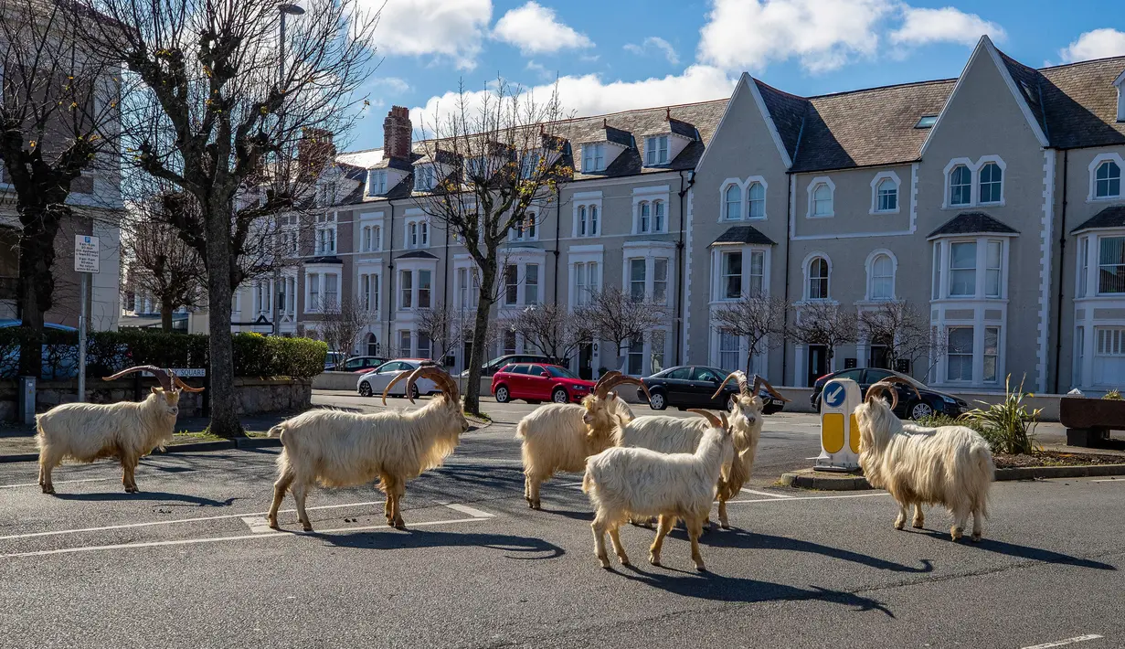 Kawanan kambing berjalan di jalan-jalan yang sepi di Llandudno, Wales utaraGerombo, Selasa (31/3/2020). Kambing-kambing liar tersebut berkeliaran di jalanan kota yang tampak lengang selama pemberlakuan lockdown dalam upaya membatasi penyebaran virus corona di Kawasan tersebut. (Pete Byrne/PA via AP)