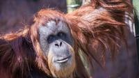 Inji di Kebun Binatang Oregon (Oregon Zoo)