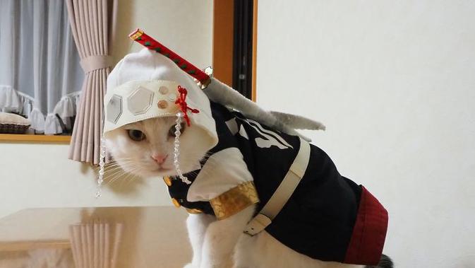 Pria Ini Membuat Kostum Ala Tokoh Anime Untuk Kucingnya, 6 Hasilnya Bikin Takjub. (Sumber: Twitter/YagyouNEKO)