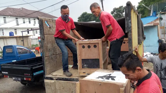 Perjalanan Panjang Lutung-Lutung Jawa Asal Inggris ke Malang
