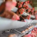 Wamentan Minta Peternak Ayam Sesuaikan Kalender Produksi dengan Jadwal MBG