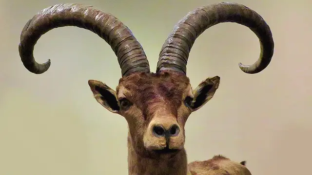 Ibex Pyrenean. (Foto: KKPCW – Own work, CC BY-SA 4.0/Wiki Commons)