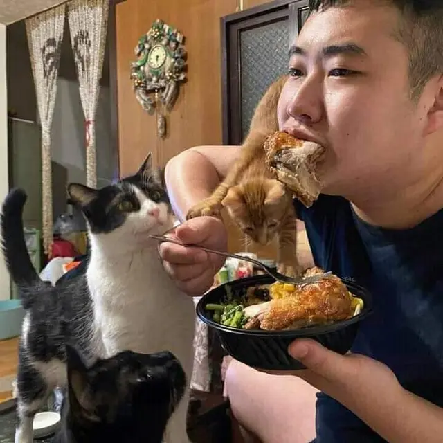 6 Momen Kucing Tertangkap Basah saat Mencuri Ini Kocak Banget