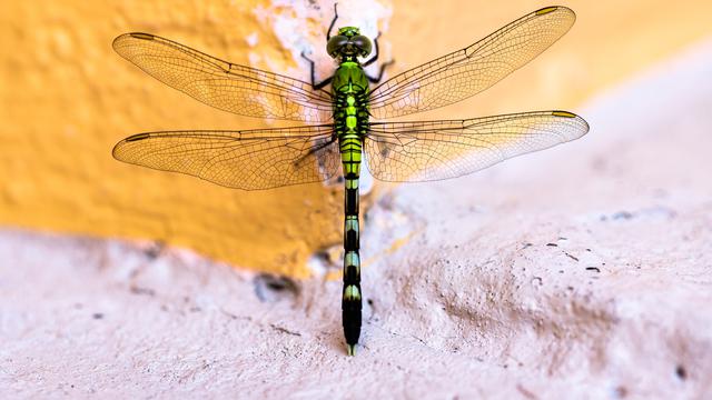 9 Arti Mimpi Capung, Pertanda Baik Dan Buruk - Ragam Bola.com