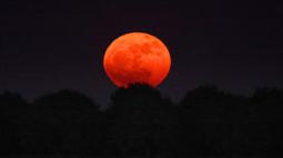 Strawberry moon merupakan nama lain untuk bulan purnama di bulan Juni. Tradisi Eropa menyebut strawberry moon sebagai Honey Moon atau "Bulan Madu", karena madu juga biasa dipanen pada akhir Juni. Tampak dalam foto yang diambil dari Kibbutz selatan Afar Aza ini menunjukkan bulan purnama, yang dikenal sebagai 'Bulan Stroberi' pada 11 Juni 2025. (Jack GUEZ/AFP)