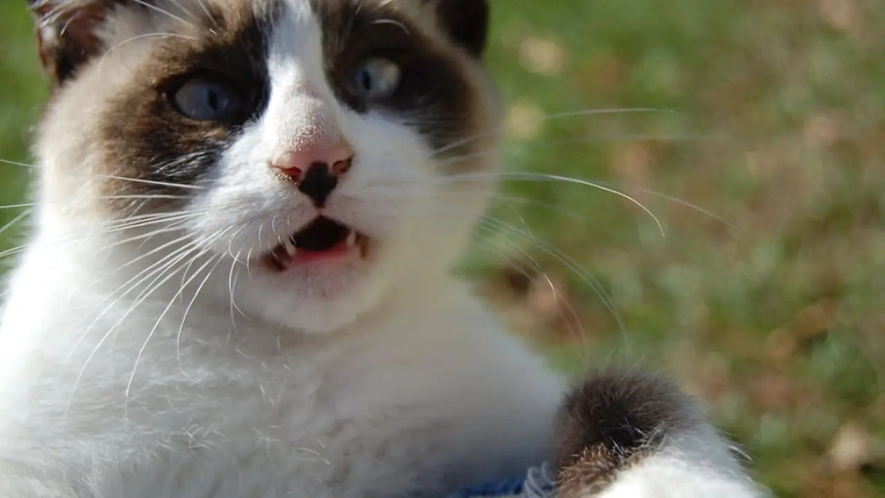 Video Ini Bukti Kalau Kucing Adalah Hewan Bodoh