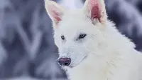 Dire Wolf: Mengenal Serigala Purba yang Kembali Hidup