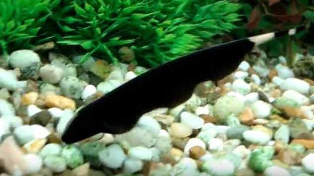 Jenis Jenis Ikan Hias Air Tawar Dan Air Laut Untuk Aquarium Jadi