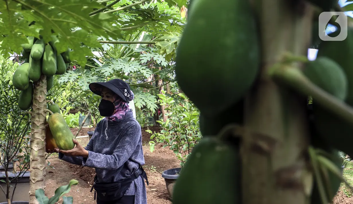Warga memeriksa hasil pertanian di Susia Garden, Kalibata, Jakarta, Sabtu (12/2/2022). Berawal dari hobi berkebun, Susiawan Tari (68) manfaatkan lahan sengketa tak produktif untuk menanam beragam jenis sayuran dan buah berkonsep agro edukasi dan pusat kegiatan lingkungan. (Liputan6.com/Johan Tallo)