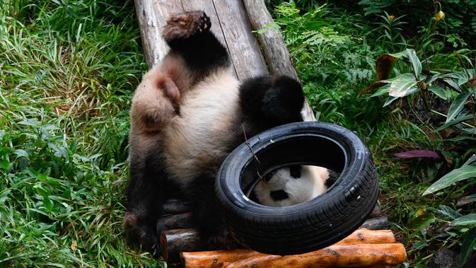 Panda raksasa Gonggong bermain di area luar Kebun Raya dan Taman Margasatwa Tropis Hainan, Haikou, ibu kota Provinsi Hainan, China selatan, pada 26 Oktober 2020. (Xinhua/Yang Guanyu)