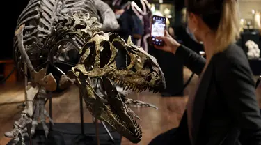 Pengunjung memotret kerangka dinosaurus Allosaurus di rumah lelang Drouot, Paris, Prancis, Sabtu (10/10/2020). Kerangka dinosaurus yang ditemukan di daerah Johnson, Wyoming, AS, tersebut akan dilelang pada 13 Oktober 2020 dan diperkirakan harganya antara 1-1,2 juta euro. (AP Photo/Thibault Camus)