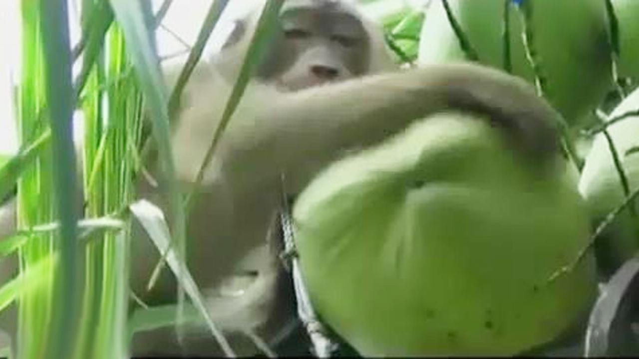 Segmen 3: Beruk Pemetik Kelapa hingga Unjuk Rasa Warga Rumania