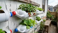 Cara Menyulap Sampah Plastik Rumah Tangga Menjadi Kebun Sayur Mini, Estetik Hemat Lahan