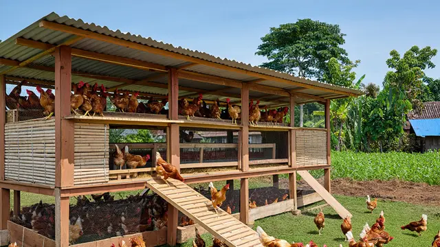 Model Kandang Ayam Semi Umbaran Biar Ayam Lebih Sehat dan Cepat Besar (AI)
