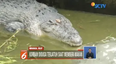 Wanita yang diterkam buaya di Minahasa, Sulawesi Utara, diduga jatuh saat memberi makan buaya.