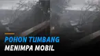 Nampak mobil berwarna putih sudah tertimpa pohon besar di tempat parkir.