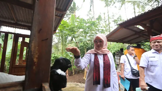Bupati Banyuwangi Ipuk Fiestiandani  tinjau langsung peternakan kambing etawa (Istimewa)