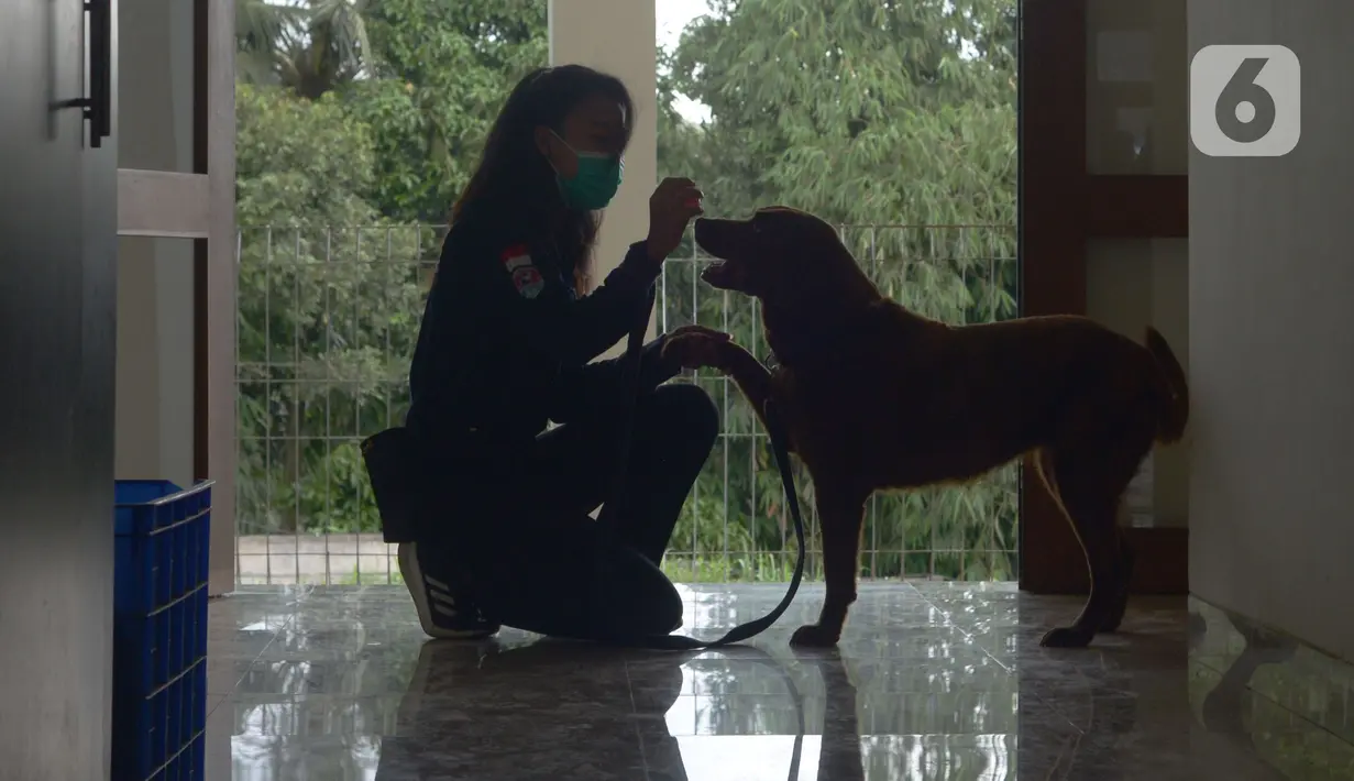 Pelatih K9 wanita Nina Herlina melatih seekor anjing di Markas Komando K9 BNN, Selasa (8/3/2022). Dalam rangka Hari Perempuan Sedunia, BNN terus meningkatkan kemampuan para pelatih khususnya perempuan dan kemampuan hewan. (merdeka.com/Imam Buhori)