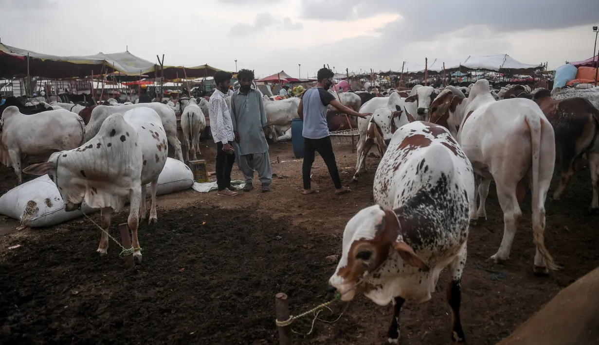 Calon pembeli memeriksa seekor sapi di pasar ternak yang disiapkan untuk hewan kurban pada Hari Raya Idul Adha di Karachi, Pakistan pada Jumat (10/7/2020). Idul Adha merupakan salah satu hari raya umat Islam di dunia yang identik dengan penyembelihan hewan kurban bagi yang mampu. (Asif HASSAN/AFP)