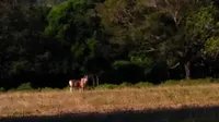 Seekor banteng di padang penggembalaan Cidaon, Taman Nasional Ujung Kulon, Pandeglang, Banten, lokasi kemunculan diduga harimau Jawa. (Foto: Gabel, petugas Taman Nasional Ujung Kulon/Liputan6.com/Yandhi Deslatama)