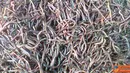 Citzien6, Sragen: Tarmin, Warga Mojodoyong, kedaung, Sragen, membudidayakan cacing tanah jenis lumbricus rubellus sejak 2005. (Pengirirm: Winarto)
