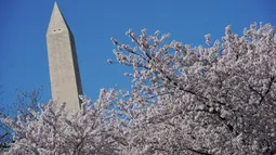 Monumen Washington terlihat melalui bunga sakura yang bermekaran di sekitar Tidal Basin, Washington, DC, Senin (1/4). Bunga sakura ini merupakan pemberikan Wali Kota Tokyo pada tahun 1912 yang merupakan hadiah sebagai bentuk persahabatan kedua negara. (Photo by MANDEL NGAN / AFP)