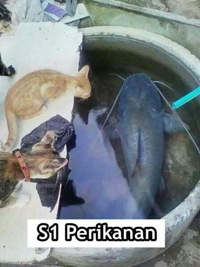 7 Meme Kelakuan Kucing Kalau Jadi Anak Kuliahan Bikin Ngakak