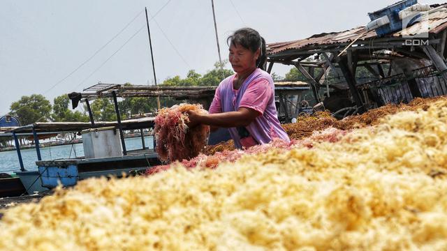 Menengok Budidaya Rumput Laut di Pulau Panggang