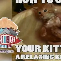 Cara Membuat Anak Kucing Tenang Saat Mandi