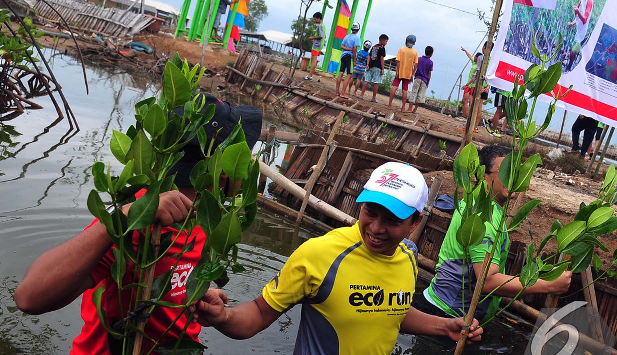 Suasana menanam mangrove saat memperingati Hari ulang Tahun Pertamina ke-57 di Desa Muara Ujung, Tangerang, Banten, Minggu (7/12/2014). (Liputan6.com/Johan Tallo) 