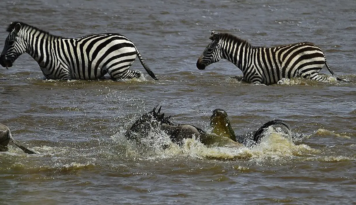 Seekor buaya menyerang seekor Wildebeest  saat menyebrang sungai di Masai Mara, Kenya (1/9/2015). Ratusan Wildebeest  melakukan migrasi dari Serengeti ke Masai Mara untuk menemukan padang rumput selama musim kering di Kenya. (AFP Photo/Carl De Souza)